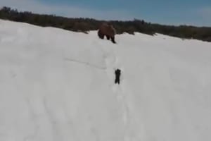 「頑張れ！頑張れ！」雪山を懸命に登ろうとする子熊とそれを見守る母熊の姿に多くの反響