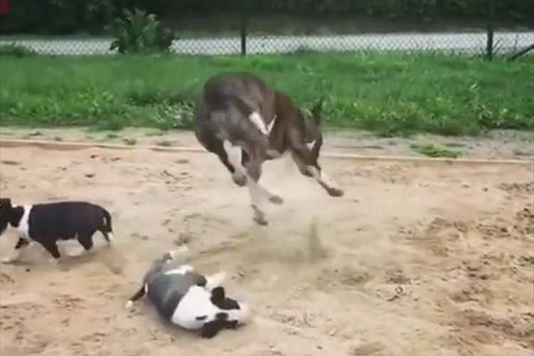 【動画】よっぽど砂場が好きなのか…子犬を弾き飛ばしてしまうほど親犬が大はしゃぎ!