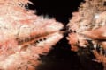 水面に写る紅葉が幻想的…弘前公園のライトアップされた紅葉に見惚れる