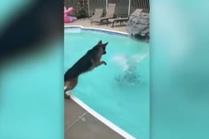 溺れている飼い主を助けるためにプールに飛び込むワンコ！愛と勇気のあふれる行動に心が打たれる