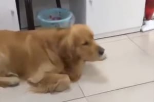 「写真を撮るから、あの子を連れてきて」飼い主の考えを察知したワンコの行動が面白い♪