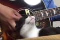 「かまってニャン」甘えてくる愛猫…ギターを弾いていた飼い主は途中からニャンコを弾き始める!?