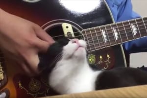 「かまってニャン」甘えてくる愛猫…ギターを弾いていた飼い主は途中からニャンコを弾き始める！？