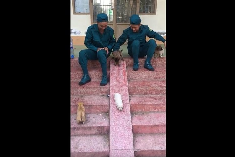 休憩中の兵士たちと“滑り台ごっこ”で遊ぶ子犬たちがメチャメチャ楽しそう♪ エンドレスな雰囲気…