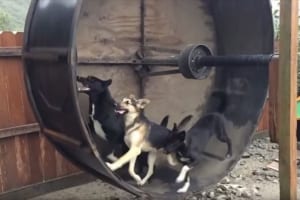 ハムスターの回し車のワンコバージョン！？一匹二匹と増えていきどんどん加速、最後には…