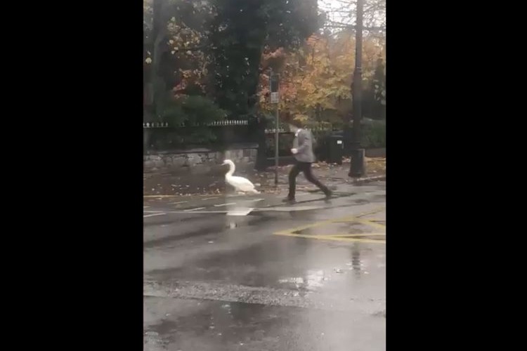 道路を歩いていた白鳥…事故に遭わないようにと、ガードしながら川まで連れていった男性の優しさ