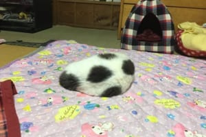 丸まったニャンコ…端から見たら豆大福や空気の抜けたサッカーボールに見えると話題に！