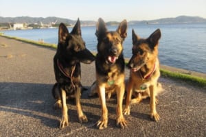 「誇らしげな表情が素敵」西日本豪雨で活躍した3匹の警備犬が褒章状を授与