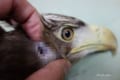 「ワシの耳ってどこにあるの?」獣医師が見せてくれた耳の穴の意外な大きさにビックリ!