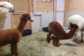 休み時間の中学生みたい！ケンカするアルパカとどうしたらいいかわからないアルパカ