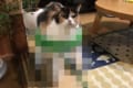新型の猫型ロボットが出現！思わずクスリとしてしまう猫ちゃんの写真