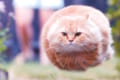 ネットで話題の浮遊する猫をフィギュア化!その完成度の高さにビックリ!