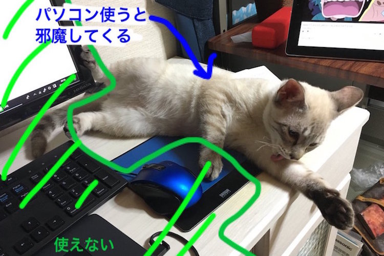 もっと構ってにゃ〜！PCを使うと邪魔してくるニャンコに”猫よけ”を敷いてみたら…