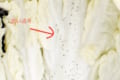 野菜にもストレスがあるとは…!白菜の白い所に出る黒い点々の正体にビックリ