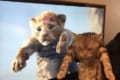 「ライオンよりも猛獣の眼をしてる...」ライオン・キングの再現をしてみたらブチギレキャットに!