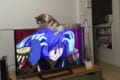 「二ャア!謀ったな!二ャアアアァーー!」猫の動きがアニメとリンクしていて面白い