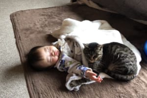 だって赤ちゃんってあったかいもんね。寝ている赤ちゃんで暖をとる猫たちの風景