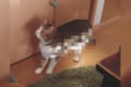 【偶然の産物】ネコバスそっくりになってしまった猫ちゃんに飼い主さんもびっくり