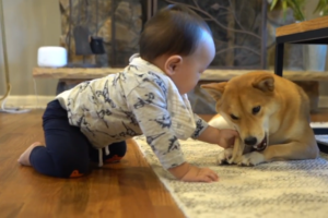 骨を奪われても怒りません。赤ちゃんと優しい柴犬が暮らすほっこりな日常