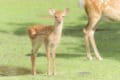 シカの密猟犯に下された驚きの珍判決…「毎月こじかのバンビを観なさい」!?