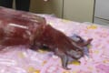 抱き枕みたい!お父さんが13キロもあるバケモノ級の「アカイカ」を釣ってきた!