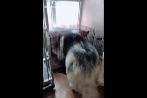 アラスカンマラミュートが大きな体で柴犬のケージに突入！その後の2匹の様子が可愛すぎる♪