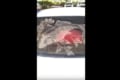 ほこりが積もった車の窓ガラスに描かれた鯉がリアルすぎる!本当に泳いでいるかのよう