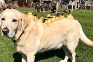 アヒルのヒナ9羽のお母さん役で奮闘中のワンコ…微笑ましい光景が話題に！