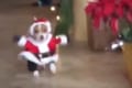 思わず何度も見てしまう…サンタの衣装でドタバタ走ってくるワンコが可愛すぎる♪