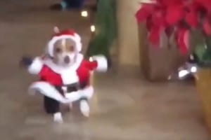 思わず何度も見てしまう…サンタの衣装でドタバタ走ってくるワンコが可愛すぎる♪