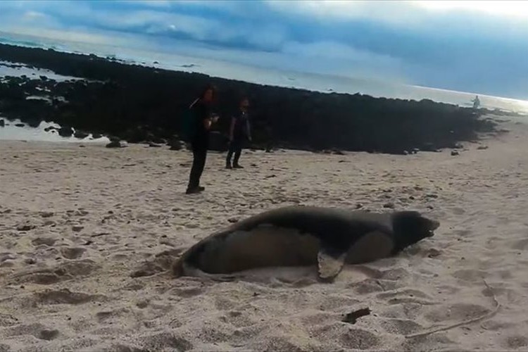 砂浜の上の方から、ゴロンゴロンと転がりながら海へ戻っていくアシカが可愛らしい♪