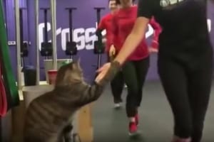ランナー達をハイタッチで激励するニャンコが、まるでジムのコーチみたいだと話題に！
