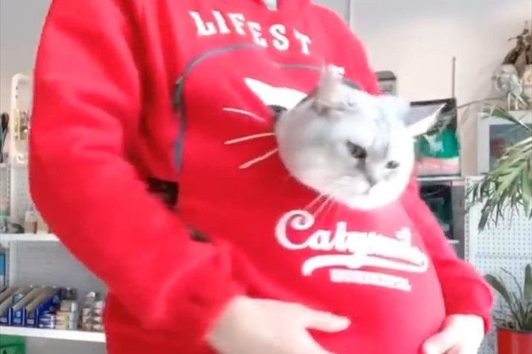 大きなポケットでニャンコ快適!飼い主さんといつも一緒♪ 猫専用ポケット付きパーカーが面白い