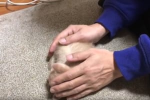 「温もりが違うニャン」飼い主の膝の上に何度でも戻ってくるニャンコが可愛らしい♪