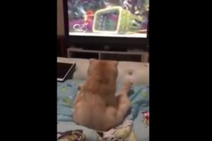 「ちょっと邪魔しないでくれる？」好きなテレビに夢中のニャンコ、ちょっかいを出したら睨まれた・・・