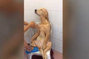 なんて気持ち良さそうなんだ… シャワーを浴びるワンコの姿がオッサンそのもの