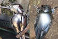 この発想はなかった!スプーンで作った鳥のクオリティが凄すぎる!トラやフクロウも傑作