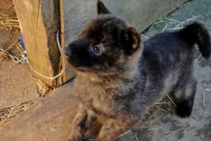 イギリスが子犬・子猫のペットショップでの販売を禁止へ…「日本でも法整備を」「日本も追随してほしい」