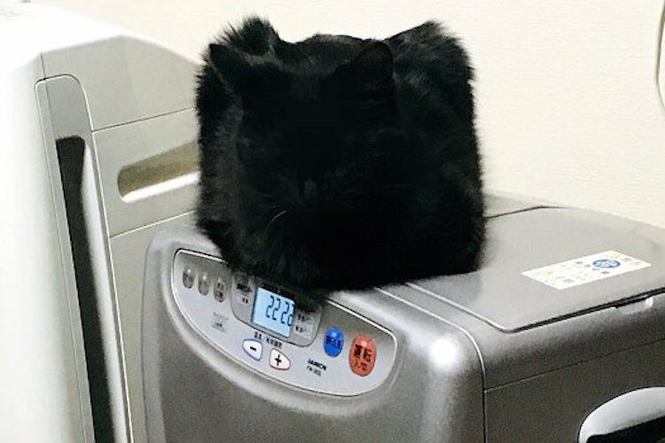 え？ストーブの上にメーテルの帽子！？と思ったら、まさかの正体に笑った！