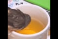 お茶を飲むのかと思いきや、まさかの...!キンカチョウの予想外な行動にビックリ!