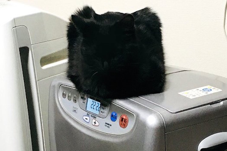 え?ストーブの上にメーテルの帽子!?と思ったら、まさかの正体に笑った