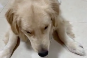 めちゃくちゃ素早いわぁ～！ワンちゃんの「お手」「おかわり」「伏せ」が超かわいい