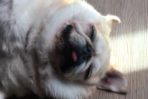 「あぁ～幸せだな～」掃除機に吸引されている犬が至福の表情を浮かべていて超かわいい