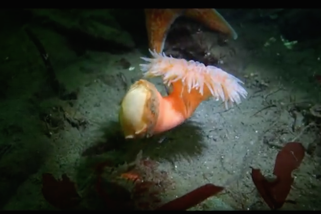 イソギンチャクって泳げるの 海底をクネクネと漂う姿にビックリ仰天 Fundo