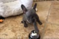 猫だけじゃないのね！ベルを鳴らして餌をもらうことを覚えた子犬が可愛すぎ