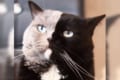 黒とグレーの"2つの顔"を持つ美しさが魅力的！フランスに住む猫のナルニアちゃんが話題に