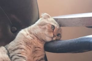 猫カフェに行ったら、人生に疲れていそうなニャンコの姿があった