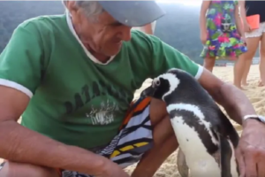 ペンギンの恩返し？マゼランペンギンを救助したおじいさんに思わぬ訪問