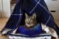 一家に一つ「猫テント」のすすめ!猫ちゃんぬくぬく、見た目もかわいい「猫テント」の作り方を紹介