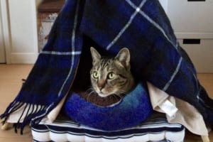 一家に一つ「猫テント」のすすめ！猫ちゃんぬくぬく、見た目もかわいい「猫テント」の作り方を紹介